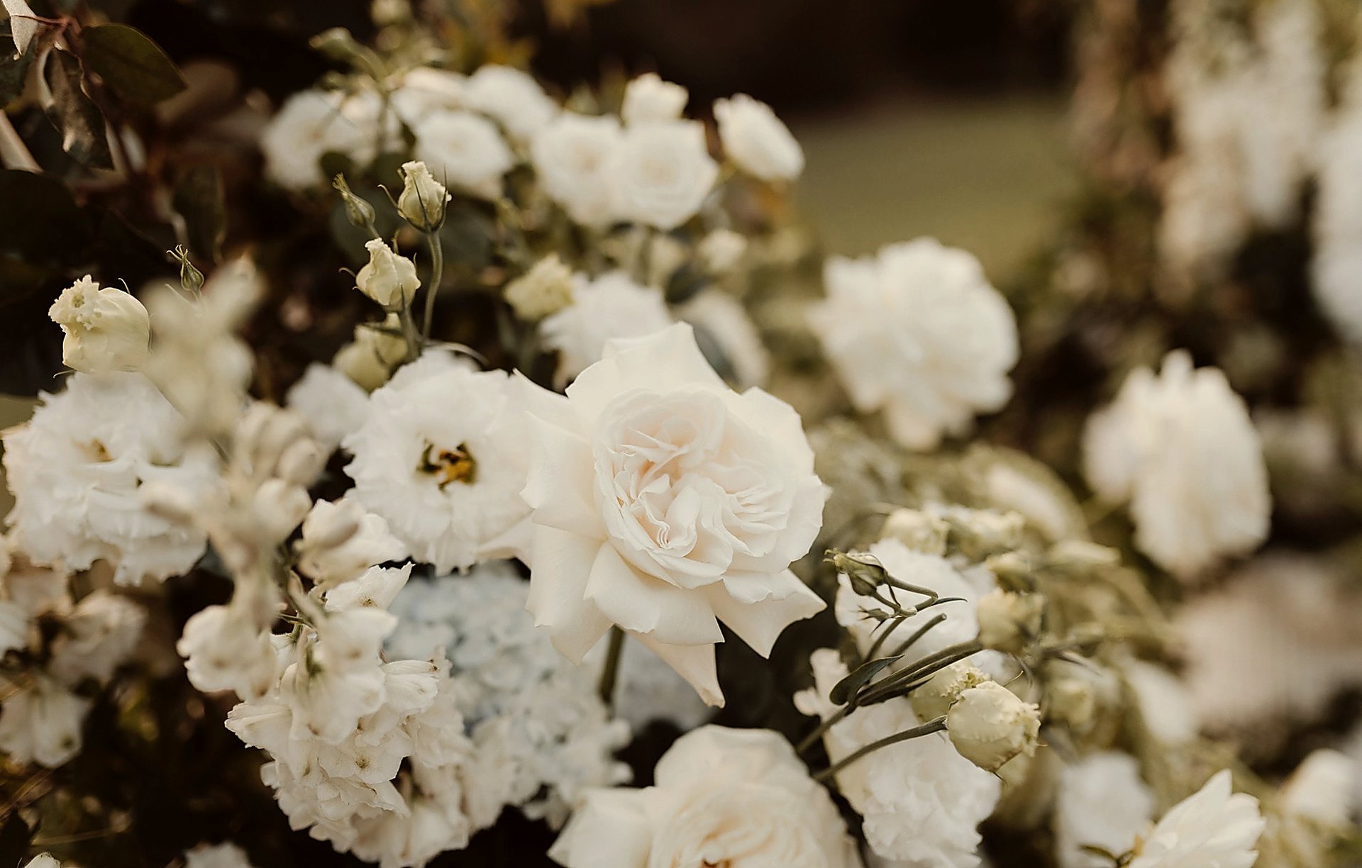 Japonica white garden roses